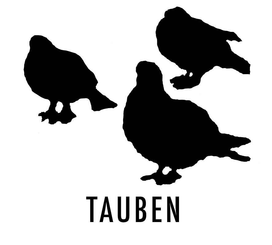 TAUBEN